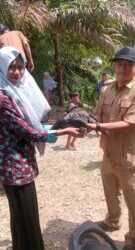 Pemberian bantuan bibit ayam Desa Rantel Tahun 2024
